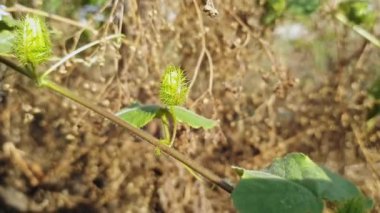 Güneşli bir günde ince bir dalda olgunlaşmamış bir Passiflora Foetida tomurcuğunun makro görüntüsü.