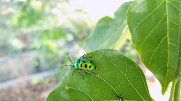 Une Vue Macro Minuscule Insecte Joyau Insecte Bouclier Métallique Assis — Video
