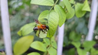 Yaprak kesen bir arının makro görüntüsü veya yaz mevsiminde yuvasını doldurmak için bir bitkiden büyük bir gül yaprağı kesen Megachilidae.