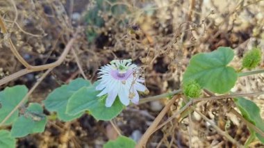Bahar mevsiminde Passiflora foetida çiçeklerinden bal ve polen toplayan bir bal arısının makro görüntüsü güneşli bir günde