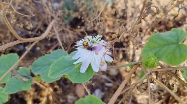 Bahar mevsiminde Passiflora foetida çiçeklerinden bal ve polen toplayan bir bal arısının makro görüntüsü güneşli bir günde