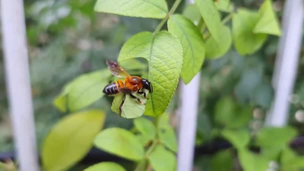 在夏天 从植物上切下一大块玫瑰叶用来筑巢的切叶蜂或大黄蜂的宏观视图 — 图库视频影像