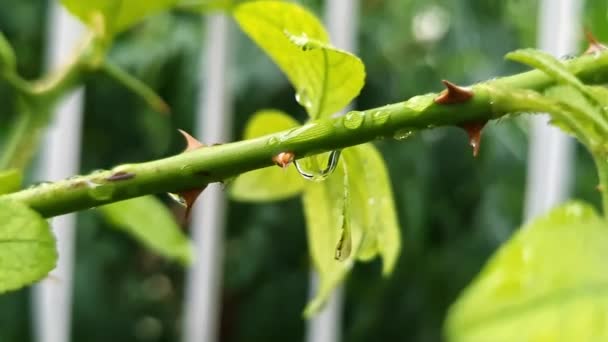 雨の後の雨の日にとげのあるバラの茎に光沢のある水滴のマクロビュー — ストック動画