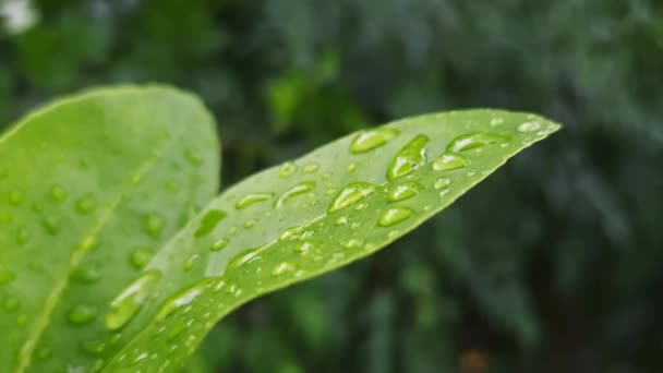 Makro Kilátás Fényes Vízcseppek Díszítő Zöld Levelek Eső Után Egy — Stock videók