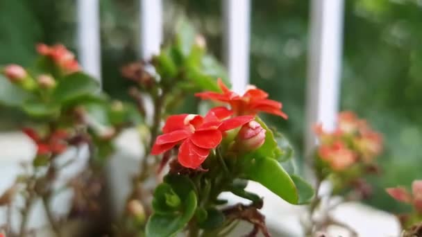 Closeup Young Kalanchoe Flowers Blooming Plant Summer Environment Concept — Stock Video