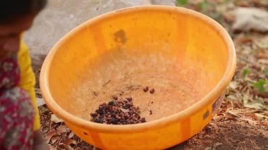 Bangalore, Hindistan-15 Nisan 2016: Güneşli bir günde yeni bir çiftlik için tarlalardan sandal ağacı tohumu toplayan kadın ellerinin kapatılması. Sandal ağacı çiftliği