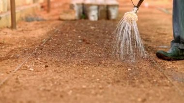 Çiftçi tohumların ekilip toprakla kaplandığı toprağı suluyordu. Çevre kavramı. Sandal ağacı yetiştiriciliği