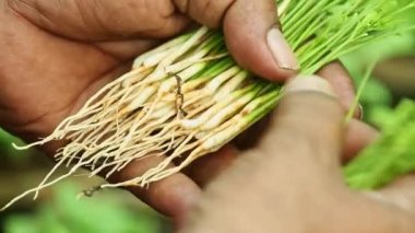 Bir uzman taze sandal ağacı köklerini kontrol eder ve budar. Ya da fidan fidanlarını fidan paketi yapmak için fidan çiftliğine yerleştirir. Çevre konsepti. Sandal ağacı yetiştiriciliği