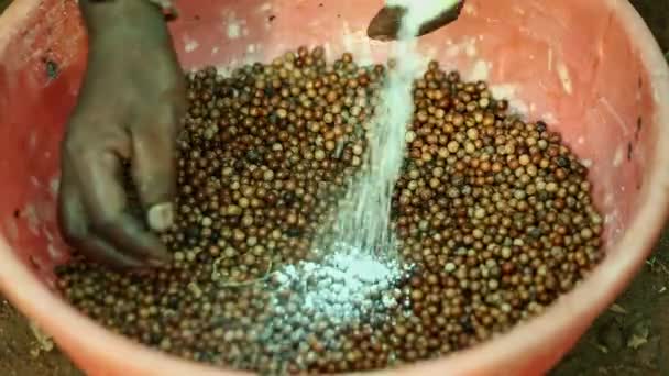 Çiftçinin Sandal Ağacı Tohumlarını Ekme Işlemi Için Hazırladığı Yakın Plan — Stok video