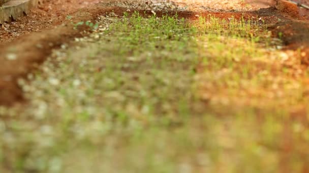 Μακροσκοπική Άποψη Των Μικρών Δενδρυλλίων Δενδρυλλίων Σανδαλόξυλου Στο Έδαφος Καλλιέργεια — Αρχείο Βίντεο