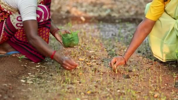 Closeup Female Hands Plucking Seedlings Shoots Carefully Wet Ground Prepare — Stock Video