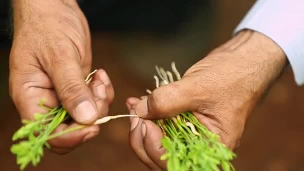 전문가는 백단향이나 식물의 어린나무 묘목의 뿌리를 검사하고 분류하여 생식재 재배를 — 비디오