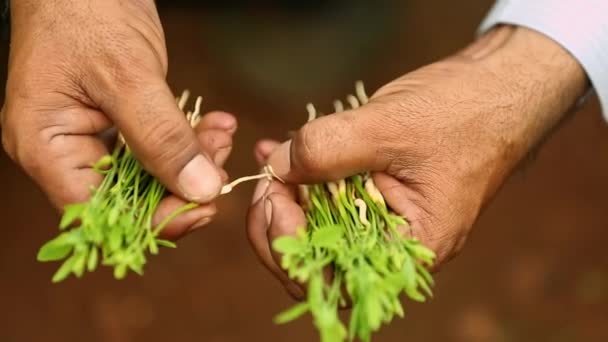 전문가는 백단향이나 식물의 어린나무 묘목의 뿌리를 검사하고 분류하여 생식재 재배를 — 비디오