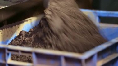 Tütsü kozalakları üreten tütsü tozunun tütsüsü içinde kürekle plastik bir sandığa taşınması.