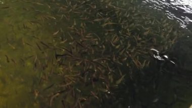 Bir yılan başlı martı sürüsü okullarda yüzer. Yılan başlı murrel balığı çiftliği. Yılan başlı Murrel balığı üretimi tanklarda. Yılan başlı katillerin yetiştiği balık kuluçka yeri.