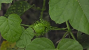 Güneşli bir günde yaprakların arasında olgunlaşmamış bir Passiflora Foetida meyvesinin makro görüntüsü