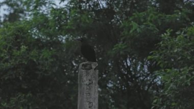 Yerli karganın ya da Corvus 'un alacakaranlıkta beton bir kutupta otururken görkemli görüntüsü. Adalet Tanrısı Shani Dev 'in kutsal aracı olduğuna inanılıyor.