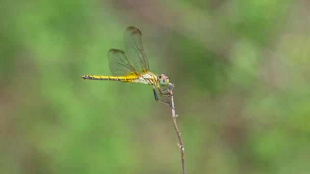 Macro View Yellow Orange Meadowhawk Dragonfly Perched Tip Dry Branch — Stock Video