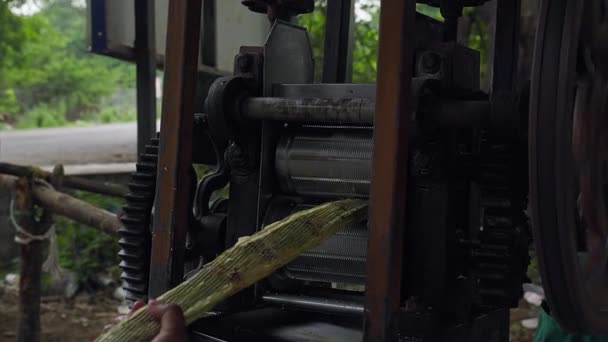 사탕수수는 사탕수수 기계를 추출하기 안에서 짜거나 사탕수수 — 비디오