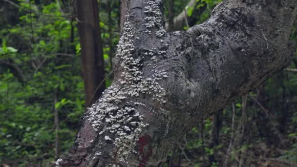 Primer Plano Hongos Parásitos Hongos Tronco Árbol Una Selva Durante — Vídeos de Stock