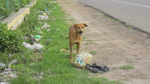 Вид Бродячого Собаку Стоїть Поруч Сміттєвим Пакетом Придорожній Концепції Забруднення — стокове відео