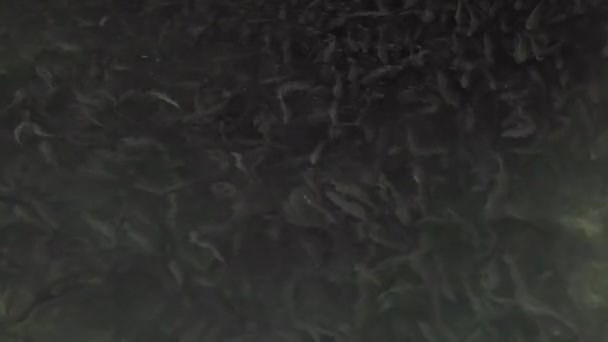 一群蛇头鼠鱼在学校里游泳 鱼头鼠鱼养殖场 鱼头鼠鱼养殖场鱼缸里的鱼产量 鱼的孵化场 那里养着蛇头鼠 — 图库视频影像