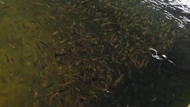 Flock Snakehead Murrel Fish Swims Schools Snakehead Murrel Fish Farming — Stock Video