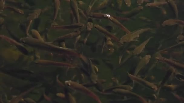 Een Kudde Slangenkop Murrel Vissen Zwemt Scholen Slangenkop Murrel Vis — Stockvideo