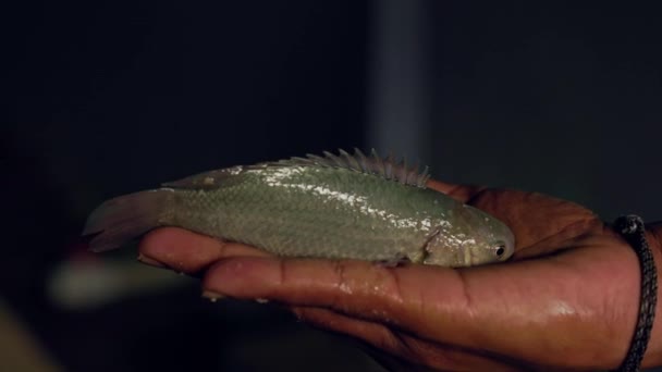 Closeup Small Anabas Cobojius Koi Fish Man Hand Fish Farm — Stock Video