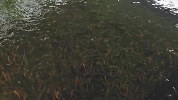 Ein Schwarm Schlangenkopfmurmelfische Schwimmt Schwärmen Snakehead Murrel Fish Farming Snakehead — Stockvideo