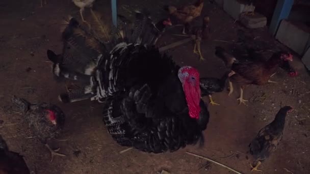 Egy Nagyképű Pulyka Fekete Tollakkal Egy Vörös Nyakkal Játszik Csirkék — Stock videók