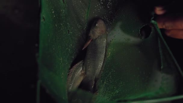 Detailní Záběr Malé Ryby Anabas Cobojius Nebo Koi Rybářské Síti — Stock video