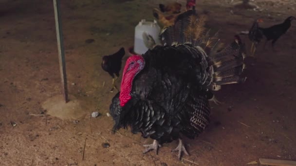 Pompous Turkey Black Feathers Red Neck Plays Amidst Chickens Poultry — Stock Video