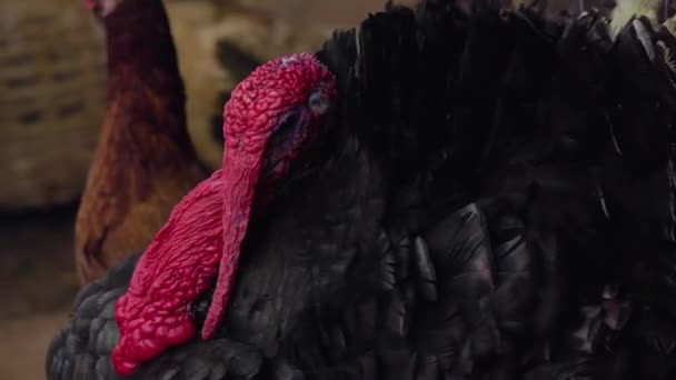 Κοντινό Πλάνο Μιας Πομπώδους Γαλοπούλας Μαύρα Φτερά Και Κόκκινο Λαιμό — Αρχείο Βίντεο
