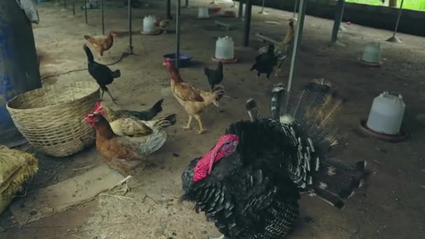 Sebuah Pandangan Domestik Kalkun Sombong Dan Ayam Peternakan Unggas Unggas — Stok Video