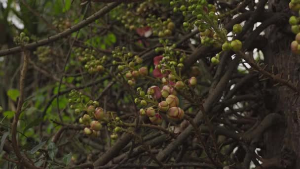 Κοντινό Πλάνο Του Couroupita Guianensis Cannonball Δέντρα Λουλούδια Και Μπουμπούκια — Αρχείο Βίντεο
