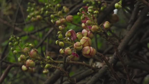 Närbild Couroupita Guianensis Kanonkula Träd Blommor Och Knoppar Gren Enligt — Stockvideo