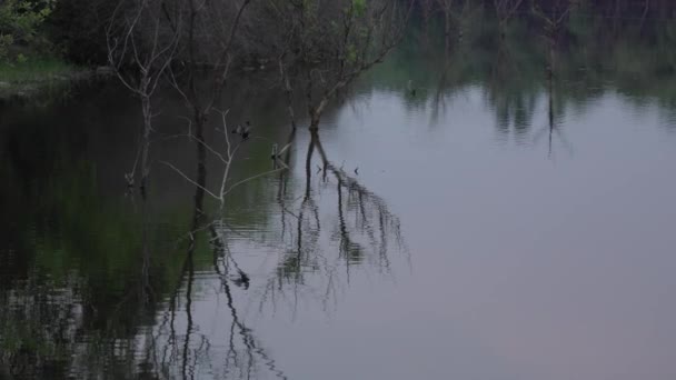 어두운 저녁에 가마우지나팔 깃털을 호수에 나무에 손질하는 — 비디오
