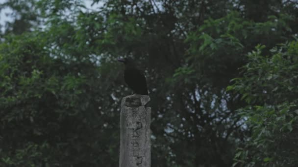 黄昏时 一只印度乌鸦或科沃斯的壮丽景象坐在混凝土柱子上 它被认为是正义之神Shani Dev的神器 — 图库视频影像
