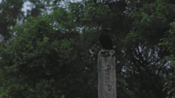 黄昏时 一只印度乌鸦或科沃斯的壮丽景象坐在混凝土柱子上 它被认为是正义之神Shani Dev的神器 — 图库视频影像