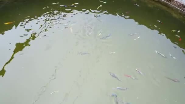 Bando Peixes Coloridos Nada Tank Coloured Pecuária Peixe Produção Peixes — Vídeo de Stock