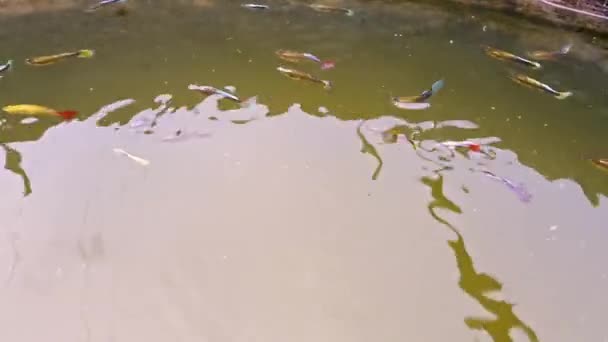 Ένα Σμήνος Έγχρωμων Ψαριών Κολυμπά Στο Ενυδρείο Έγχρωμη Ιχθυοκαλλιέργεια Εκκολαπτήριο — Αρχείο Βίντεο