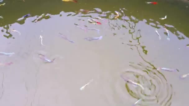 水槽の中でカラフルな魚の群れが泳いでいます 水槽の中でカラフルな魚の生産 カラフルな魚が飼育されている魚の孵化場 — ストック動画