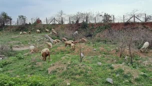 夏の晴れた日に乾燥した廃棄物の土地やフィールドで羊の放牧の群れのパノラマビュー — ストック動画
