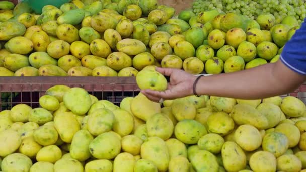 Zbliżenie Mężczyzny Sprawdzającego Jakość Mango Przydrożnym Sklepie Owocowym Sezonie Mango — Wideo stockowe