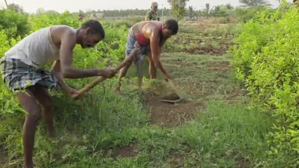 Vijayanagara India April 2023 View Indian Labourers Weeding Jasmine Flower — Stock Video