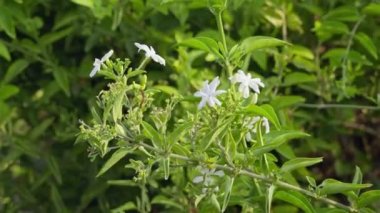 İlkbaharda çiçek açan yasemin çiçeklerinden oluşan bir demet yakın plan. Yasemin çiçeği tarımı ve hasat.