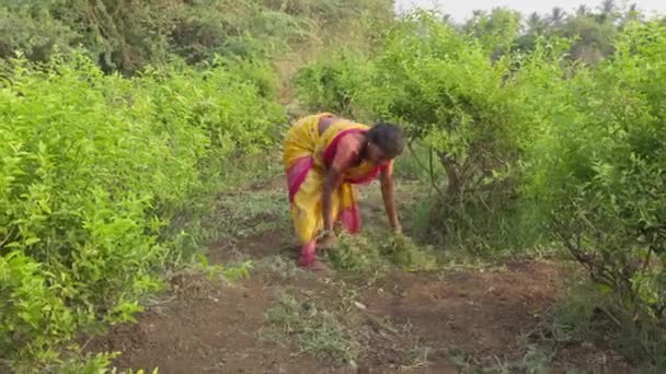 2023年4月16日 印度维贾亚那加拉 Vijayanagara 一位印度妇女在茉莉花地里用手除草的照片 清理草坪杂草 — 图库视频影像