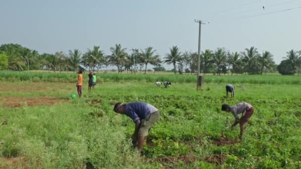 Vijayanagara India Aprile 2023 Lavoratori Indiani Raccolgono Arachidi Fresche Estraendo — Video Stock