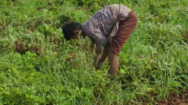 Vijayanagara Inde Avril 2023 Jeune Ouvrier Récolte Des Arachides Fraîches — Video